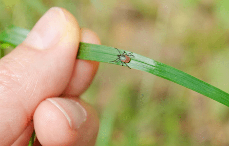 Close up of a tick crawling on blade of grass